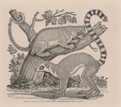 Két maki, a "Négylábúak általános történelméből" alkotó: Thomas Bewick