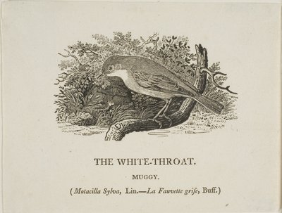 Fehér torok (madár) alkotó: Thomas Bewick