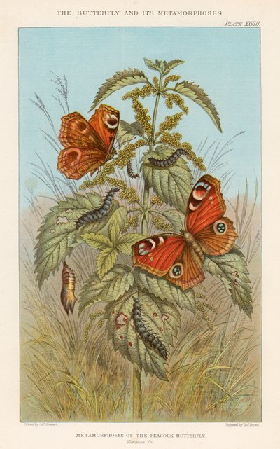 A páva pillangó metamorfózisai, 1888 alkotó: Thomas Brown