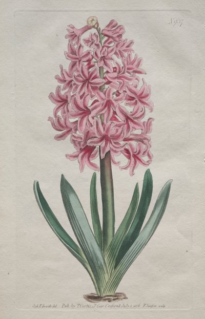 A Botanikai Magazin vagy Virágoskert Megjelenítve: Kerti Jácint, 1806. alkotó: Thomas Curtis