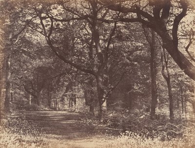 Wood-scene, Norton, Cheshire, 1856. alkotó: Thomas Davies