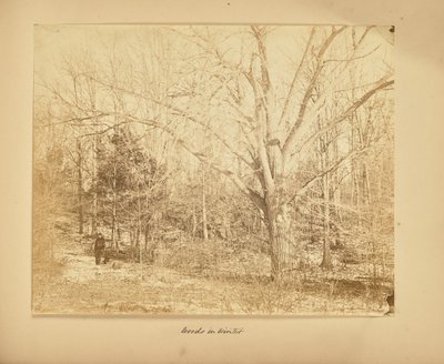 Erdő télen alkotó: Thomas E. Jevons