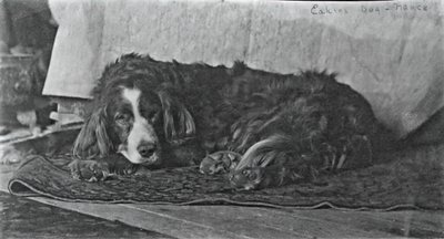 Eakins kutyája, Harry, c. 1880-1890. alkotó: Thomas Eakins
