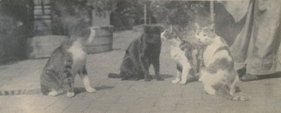 Négy macska, kb. 1895. alkotó: Thomas Eakins