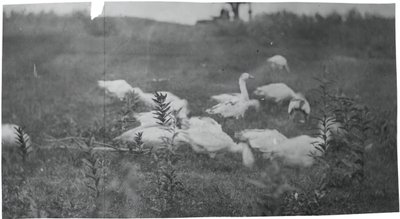 Liba a háló javításának helyén, Gloucester, N.J., 1881. alkotó: Thomas Eakins