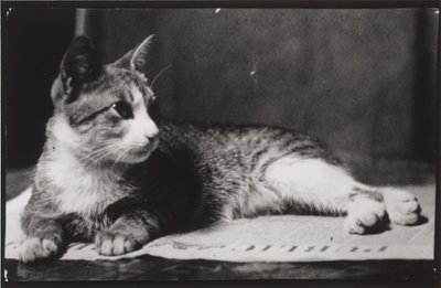 Mrs. Thomas Eakins macskája c. 1880-1890. alkotó: Thomas Eakins