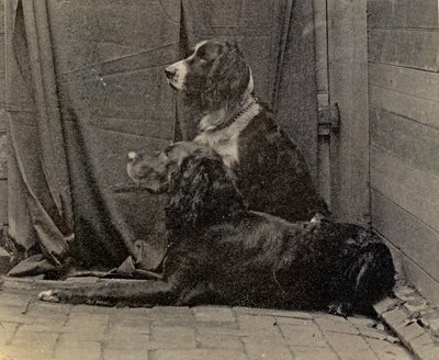Thomas Eakins kutyák, 1884 alkotó: Thomas Eakins