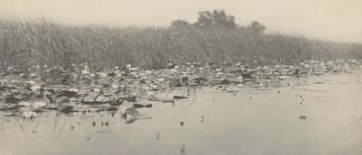 Vízililiomok,1886 (fotó) alkotó: Thomas Frederick Goodall