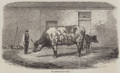 Az ausztrál Ox Tooran alkotó: Thomas Harrington Wilson