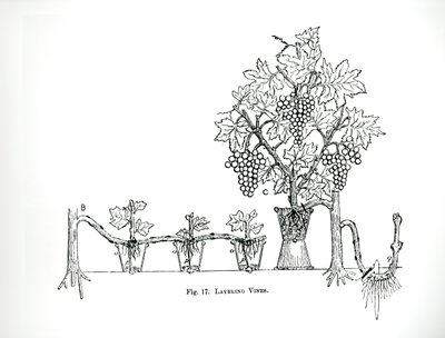 Layering vines, Thomas Mawson „The Art and Craft of Garden Making”, 1900-ban megjelent (metszet) (f/w fotó) alkotó: Thomas Hayton Mawson