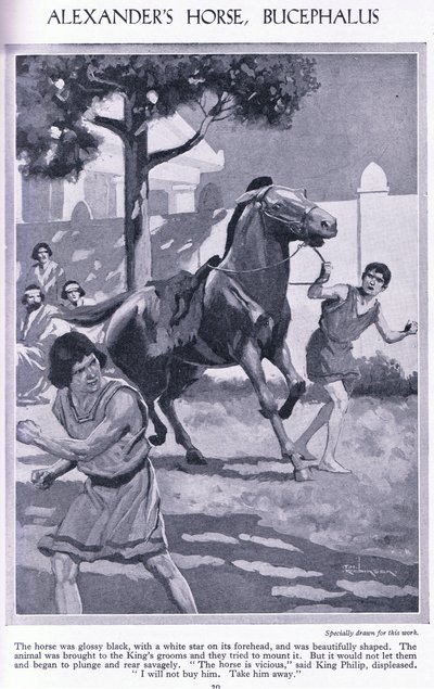 Sándor lova, Bucephalus: a ló fényes fekete volt, fehér csillaggal a homlokán, 1950 körül (litográfia) alkotó: Thomas Heath Robinson