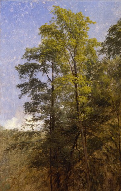 Tree Study, Catskill Clove, N.Y. alkotó: Thomas Hiram Hotchkiss