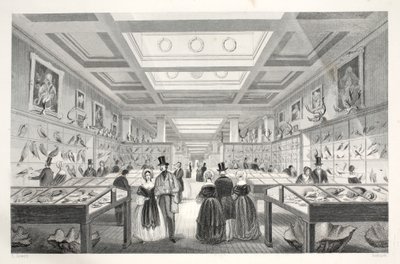 British Museum, Zoological Gallery, a „London Interiors with their Costumes and Ceremonies” pubból. Joseph Mead, London, 1843 körül (acélmetszet) alkotó: Thomas Hosmer Shepherd