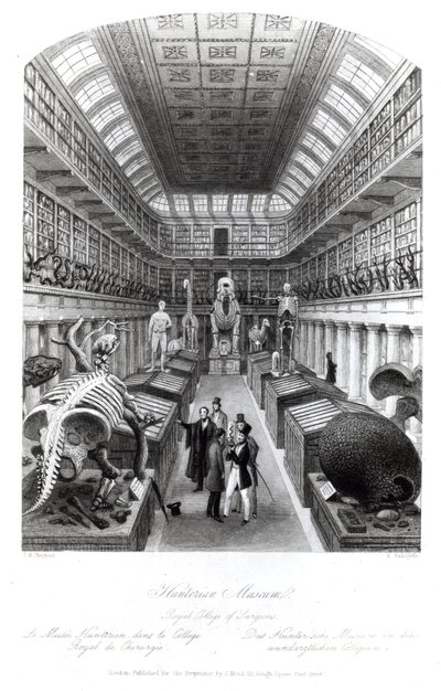 A Hunterian Museum, a „London Interiors” illusztrációja, Edward Radclyffe metszete, 1840 körül alkotó: Thomas Hosmer Shepherd