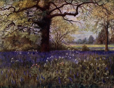 Kew Gardens: Vad jácintok (színes litó) alkotó: Thomas Mower Martin