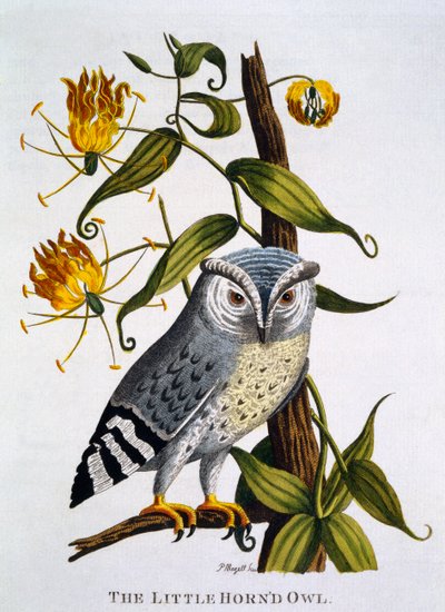 Kis szarvas bagoly, az 1790-ben megjelent „Indian Zoology” c alkotó: Thomas Pennant