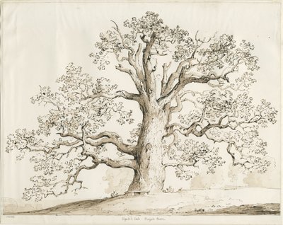Blithfield - Squitch Oak: toll és mosás, 1837 alkotó: Thomas Peploe Wood