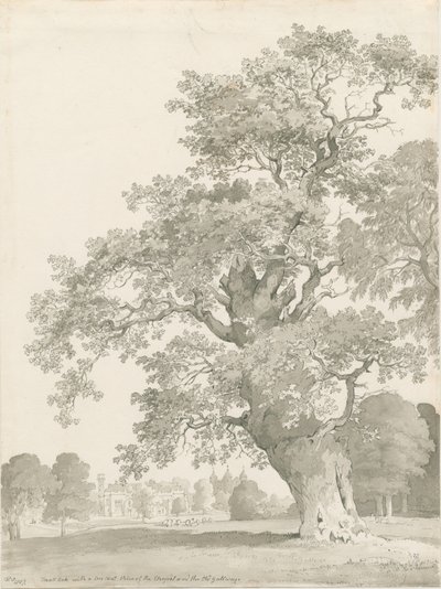 Tixall - Tölgyfa: toll és mosó rajz alkotó: Thomas Peploe Wood