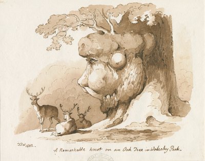 Wolseley Park - Csomó egy tölgyfán: toll és szépia rajz alkotó: Thomas Peploe Wood
