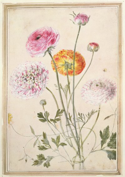 Virágtanulmány, 1760 körül alkotó: Thomas Robins