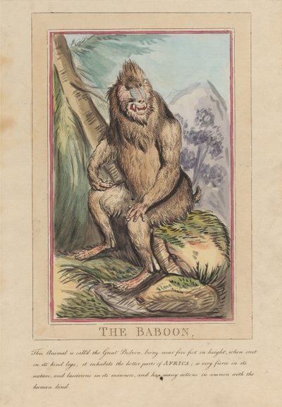 Nyolc darabos sorozat címlappal. „Külföldi és hazai állatok.” 2. Az oroszlán alkotó: Thomas Rowlandson