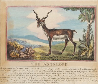 Nyolc darabos sorozat címlappal. „Külföldi és hazai állatok.” 8. Az antilop alkotó: Thomas Rowlandson