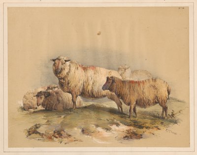 Juhok, 18. sz. alkotó: Thomas Sidney Cooper