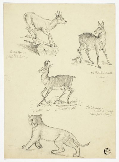 Chamois, Musk, Klipbok és Lion alkotó: Thomas Uwins