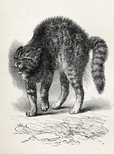 Macska megrémül egy kutyától, Charles Darwin „Az érzelmek kifejezése az emberben és az állatokban” című művéből, 1872 (litho) alkotó: Thomas W. Wood