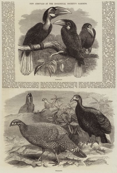 Újdonságok az Állattani Társaság kertjébe alkotó: Thomas W. Wood
