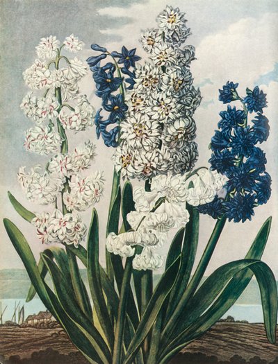 „Jácintok”, 1801, 1948. alkotó: Thomas Warner