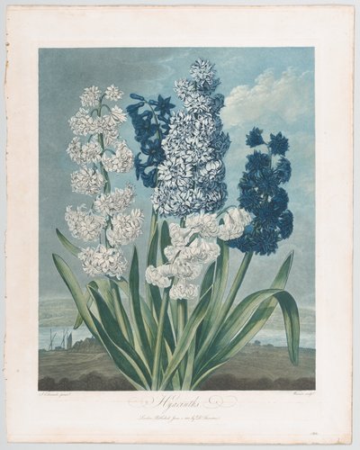 Jácintok, a The Temple of Flora, avagy a természet kertjéből, 1801. június 1., 1801. június 1. alkotó: Thomas Warner