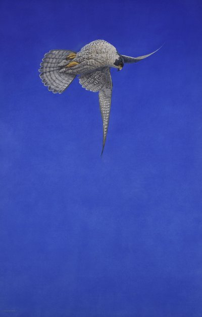 A dugóhúzó hajlása; Vándorsólyom alkotó: Tim Hayward