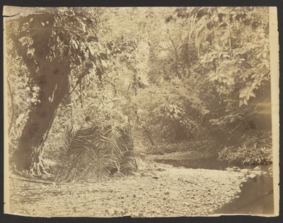 [Dzsungel jelenet: Darién-folyosó (Panama)] alkotó: Timothy H. OSullivan