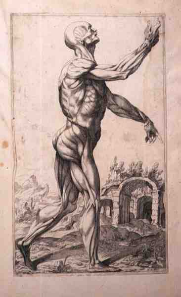 Anatómiai tanulmány, Domenico Maria Bonavera (sz. 1640) (rézkarc és szárazhús) alkotó: Titian (c.1488 1576) (after)