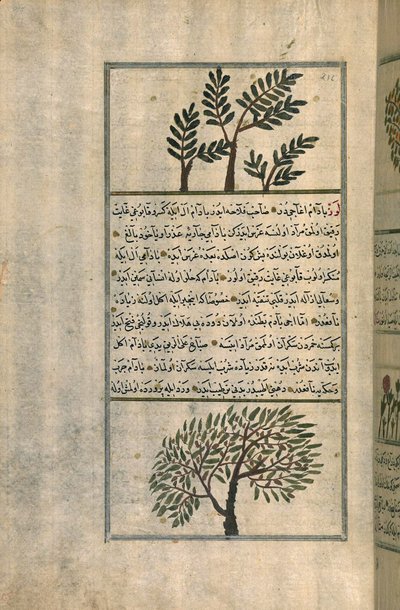 Tömjénfa egy mandulafa felett, Zakariya ibn Muhammad al-Qazwini értekezése nyomán (tinta és pigmentek európai fektetett papíron) alkotó: Turkish School