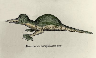 Egy tengeri sárkány ábrázolása. Ulisse Aldrovandi (1522-1605) természetrajzi kéziratának táblája szörnyekről alkotó: Ulisse Aldrovandi