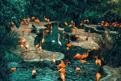 Flamingók a trópusokon alkotó: Uma Gokhale