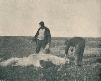 Egy döglött medve a Rénszarvas-szigeten 1893. augusztus 21., 1893. 1897. alkotó: Unbekannt