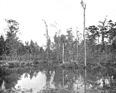 Egy louisianai mocsár, USA, 1900. alkotó: Unbekannt