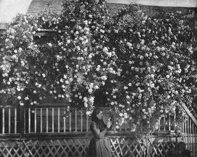 A Rose-Decked Home, Dél-Kalifornia, USA, 1900. sz. alkotó: Unbekannt