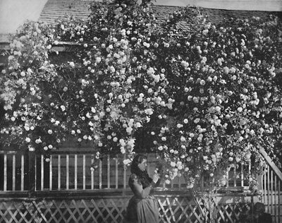 A Rose-Decked Home, Dél-Kalifornia, 1897. alkotó: Unbekannt
