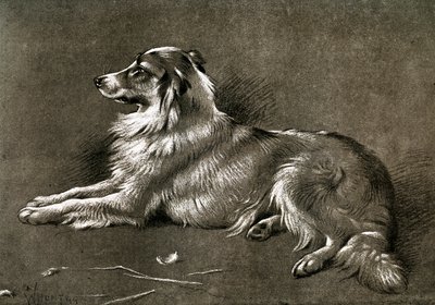 Egy juhászkutya, 1901 alkotó: Unbekannt