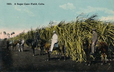 Cukornádmező, Kuba, 1912. alkotó: Unbekannt