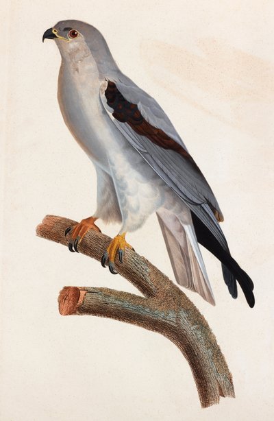 Egy szürke madár színes illusztrációja alkotó: Unbekannt