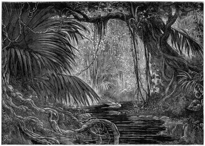 Erdei jelenet Peruban, 1877 alkotó: Unbekannt