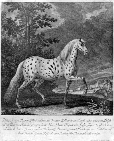 Színes korcs, Németország, 1722 1938 alkotó: Unbekannt