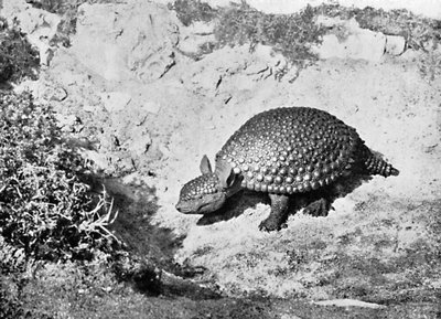 Egy glyptodon, XX. század alkotó: Unbekannt