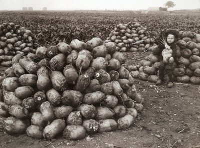 Egy kislány betakarított fehérrépával, Landskrona közelében, Svédországban, 1910 alkotó: Unbekannt