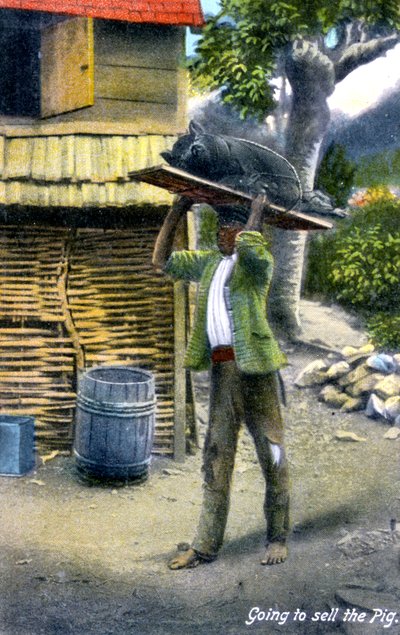 Egy férfi a piacra tart, hogy disznót adjon el, Jamaica, 1900-as évek alkotó: Unbekannt